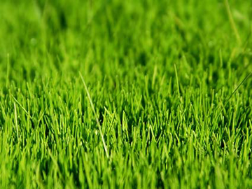 Slika Barenbrug WaterSaver seme trave 1 kg – trava otporna na sušu i manju potrošnju vode